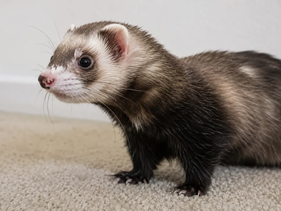 Animal signalé