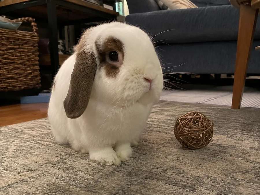 Animal signalé